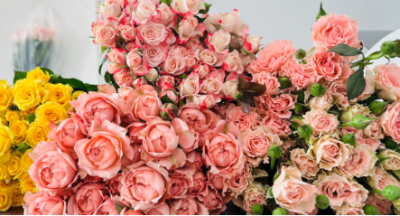  Hoa hồng chùm, Hồng tỉ muội: vẻ đẹp nhỏ nhắn và ý nghĩa đặc biệt