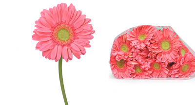  SỰ ĐA DẠNG TRONG VẺ ĐẸP CỦA HOA CÚC ĐỒNG TIỀN VÀ MẸO VẶT GIỮ HOA TƯƠI LÂU