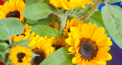 Những mẫu hoa hướng dương tốt nghiệp đẹp nhất năm 2024