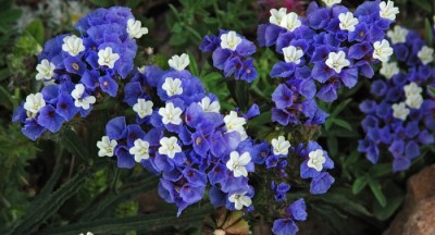 Ý  NGHĨA HOA SALEM 