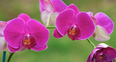 Vì sao hoa lan thái tím thường được chọn cắm trong kệ hoa chia buồn?