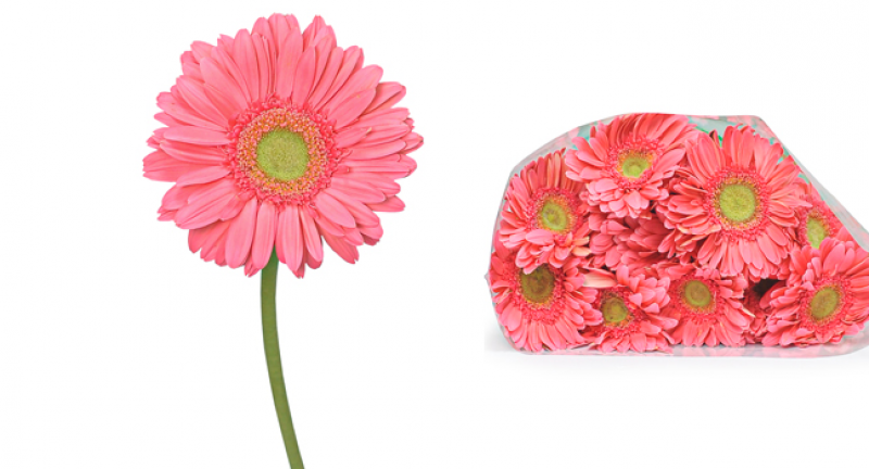  SỰ ĐA DẠNG TRONG VẺ ĐẸP CỦA HOA CÚC ĐỒNG TIỀN VÀ MẸO VẶT GIỮ HOA TƯƠI LÂU