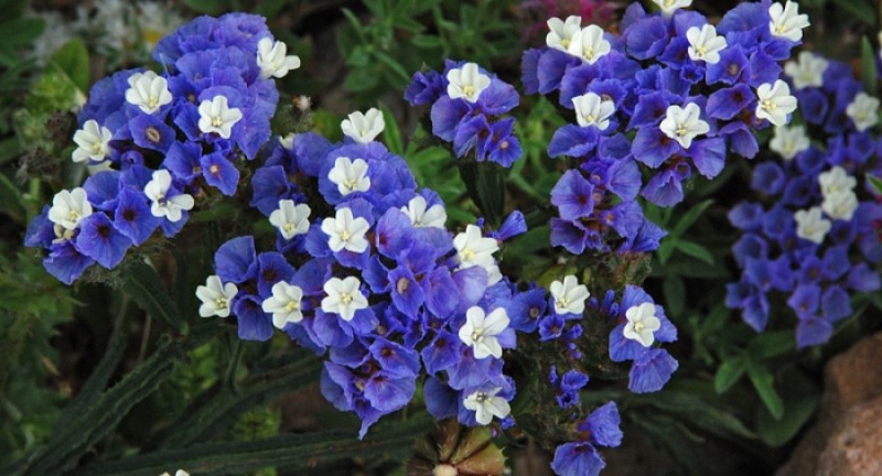 Ý  NGHĨA HOA SALEM 