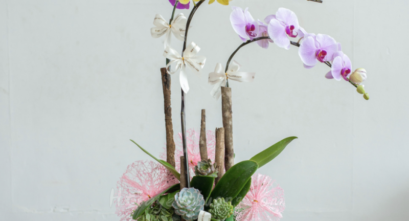  Tại sao nên chọn lan hồ điệp khai trương làm quà tặng?