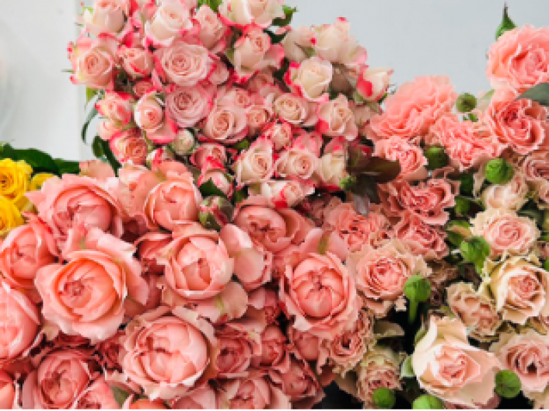  Hoa hồng chùm, Hồng tỉ muội: vẻ đẹp nhỏ nhắn và ý nghĩa đặc biệt