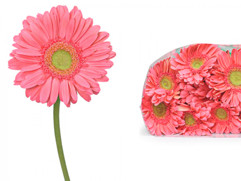  SỰ ĐA DẠNG TRONG VẺ ĐẸP CỦA HOA CÚC ĐỒNG TIỀN VÀ MẸO VẶT GIỮ HOA TƯƠI LÂU