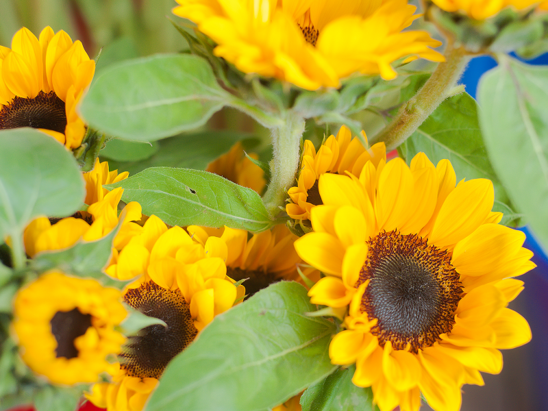 Những mẫu hoa hướng dương tốt nghiệp đẹp nhất năm 2024